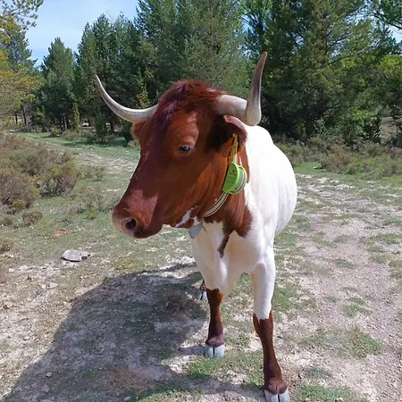 De La Rocha Fortanete