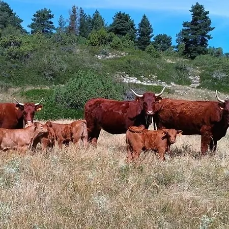 De La Rocha * Fortanete